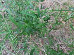 Image of Clematis decipiens H. Eichler ex Jeanes