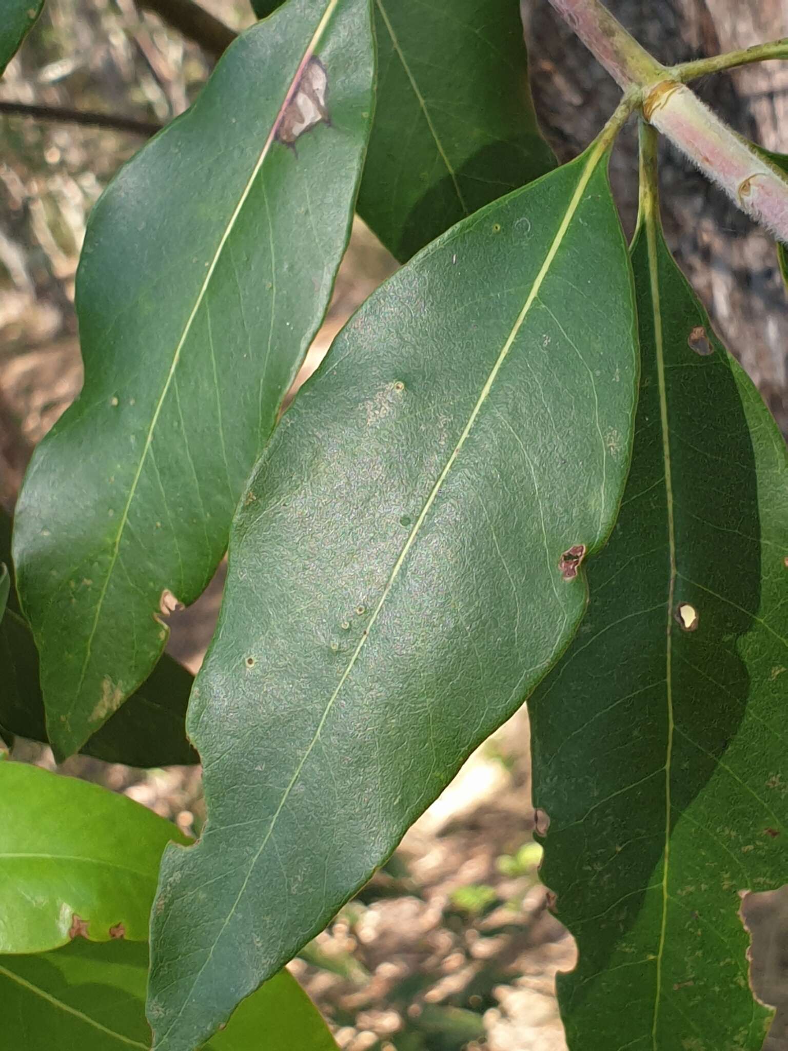 毛刷木属的圖片