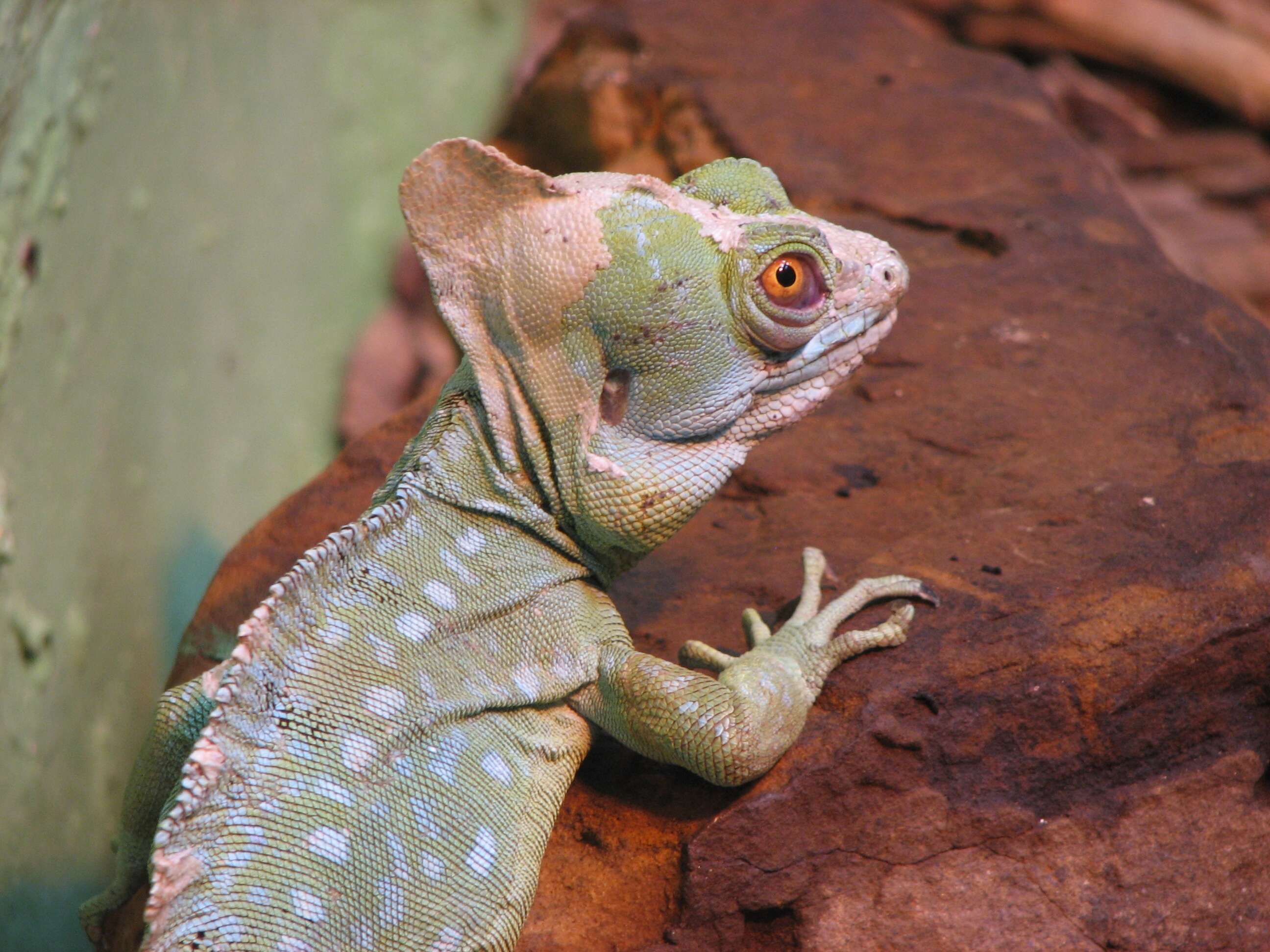 Image of Green Basilisk