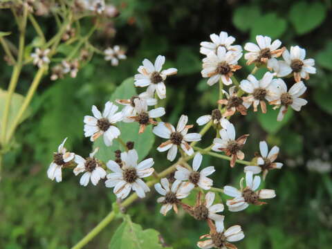 صورة Schistocarpha bicolor Less.