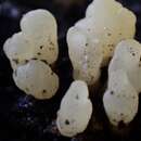 Image of Calocera pallidospathulata D. A. Reid 1974