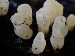 Image of Calocera pallidospathulata D. A. Reid 1974