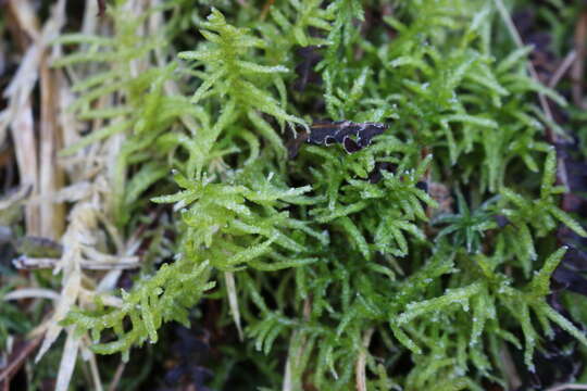 Image of pseudoscleropodium moss