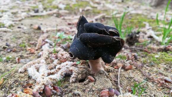 Helvella monachella (Scop.) Fr. 1822 resmi