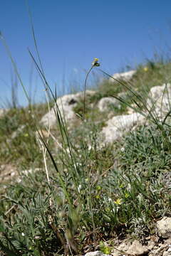 Слика од Linaria simplex (Willd.) DC.