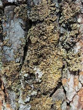 Image of fringed lichen