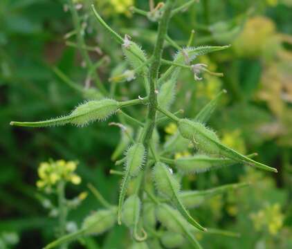 Image of white mustard