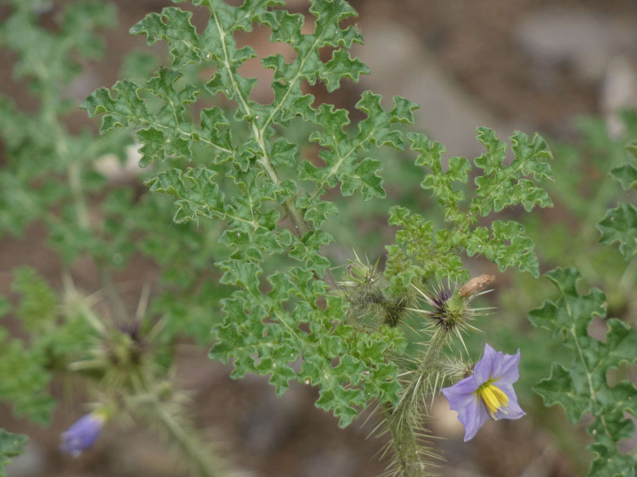 Image of melonleaf nightshade