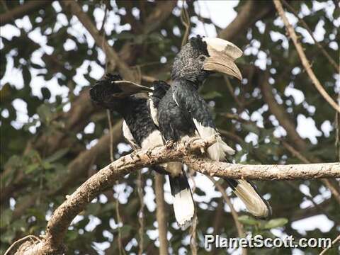 Image of Black-and-white Casqued Hornbill