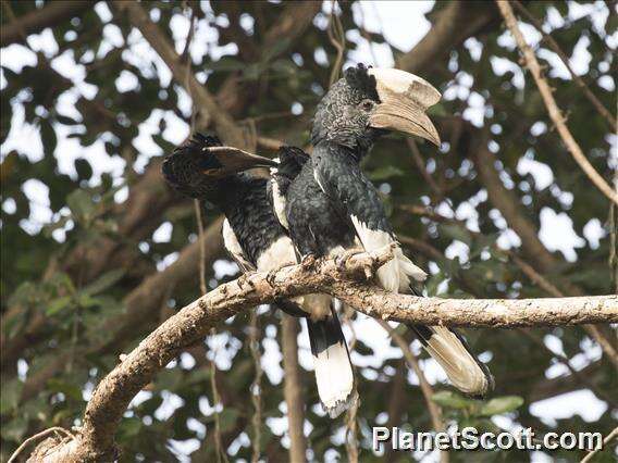 Image of Black-and-white Casqued Hornbill