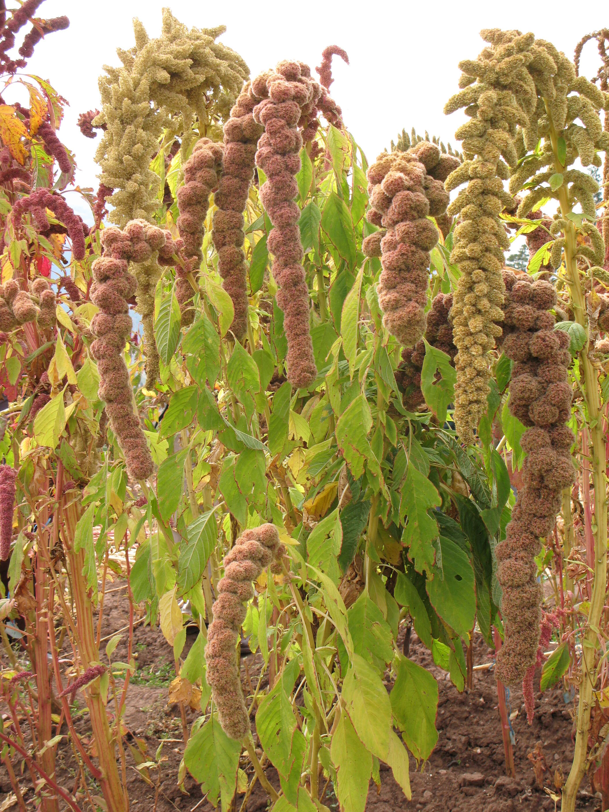 Image of love-lies-bleeding