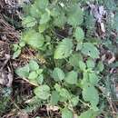 Image of Leidesia procumbens (L.) Prain