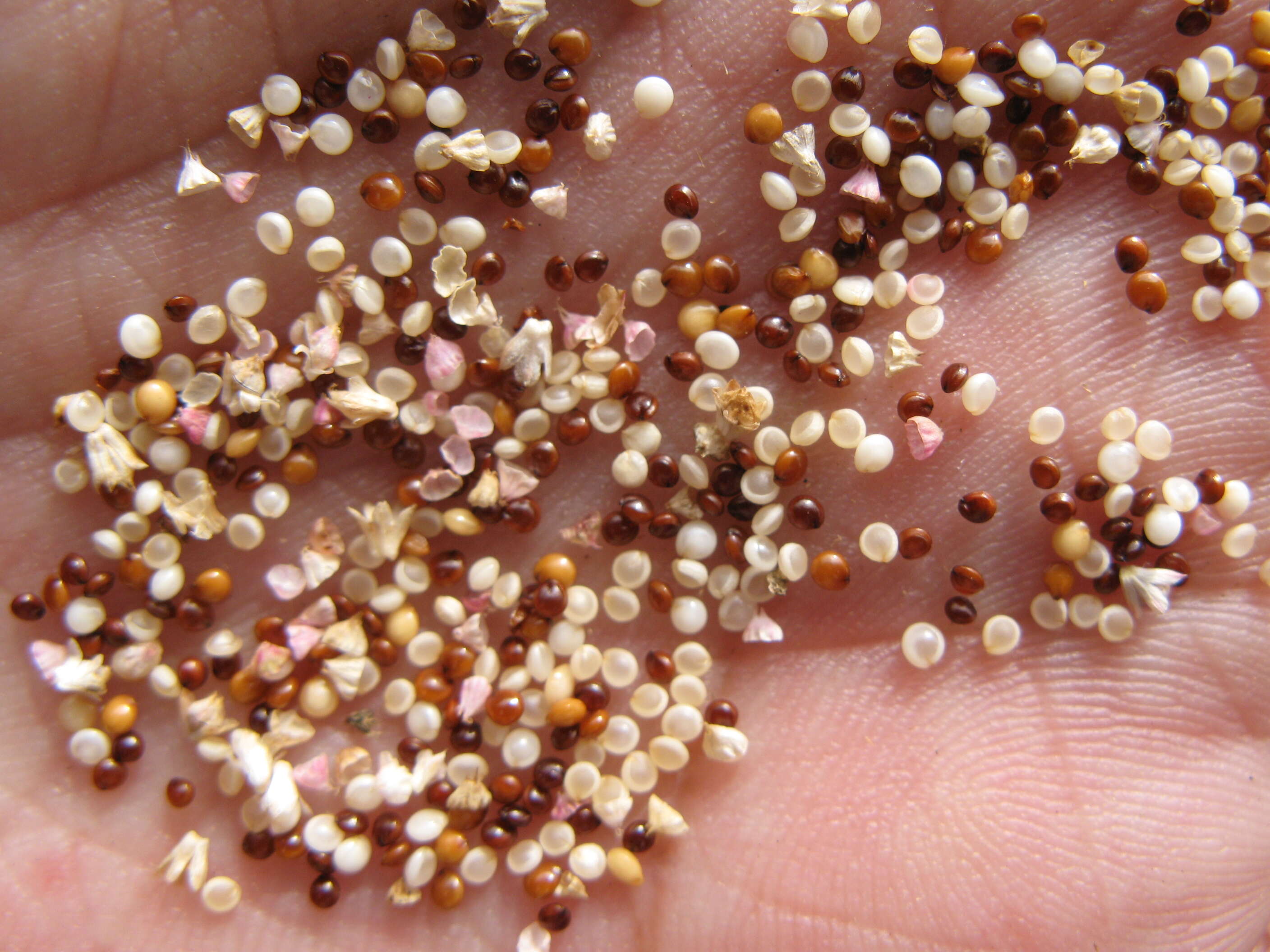 Imagem de Amaranthus caudatus L.