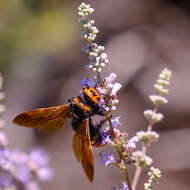 Image de Megascolia maculata (Drury 1773)