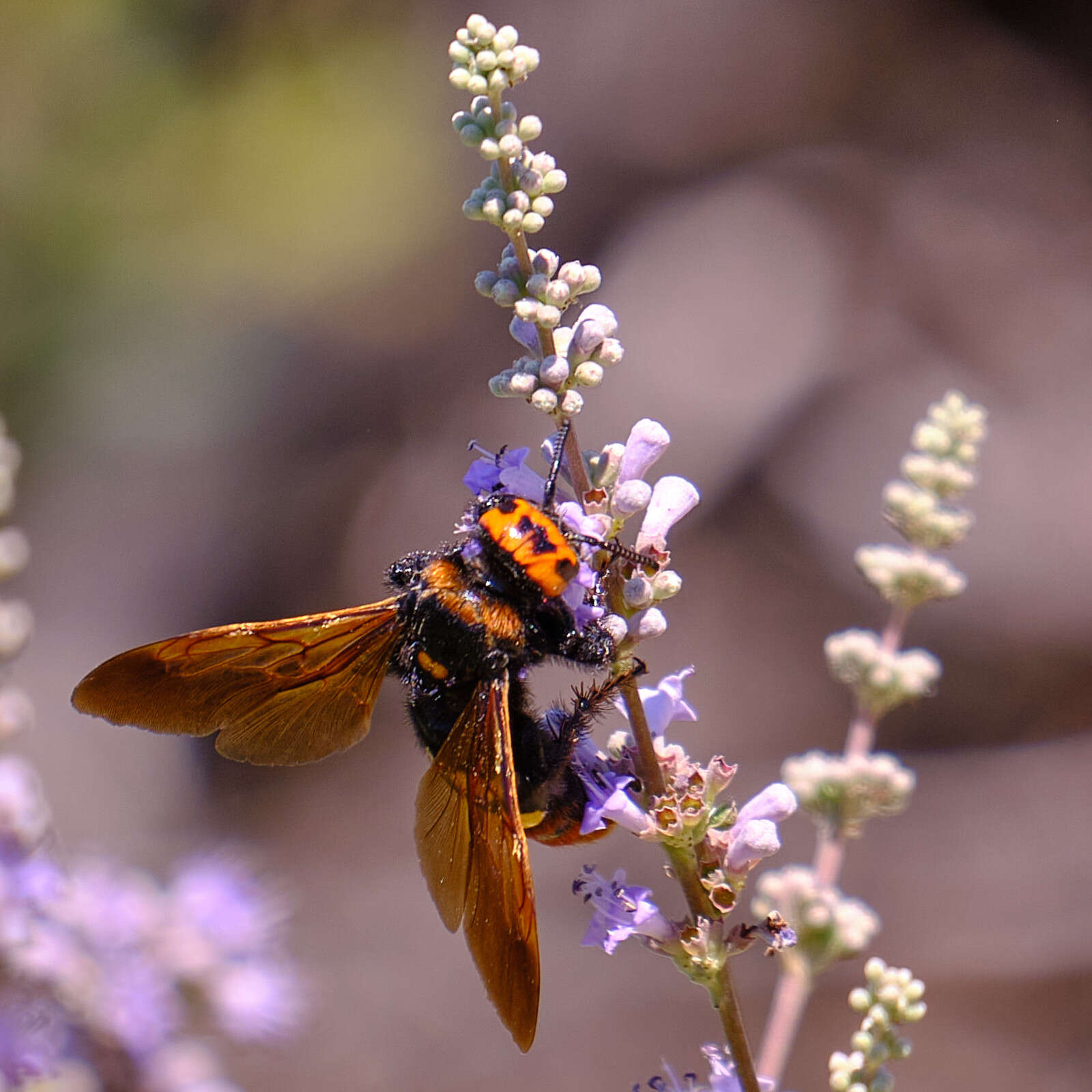 Image de Megascolia maculata (Drury 1773)