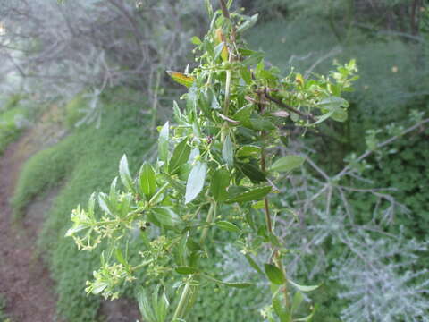 Plancia ëd Rubia fruticosa Aiton