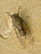 Image of Cicada cretensis Quartau & Simoes 2005