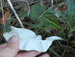 Image of Texas thistle