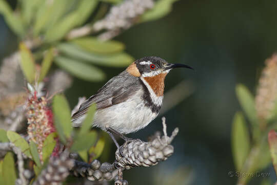 Image of Western Spinebill