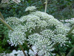 Image of wild angelica