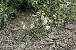 Image of Atraphaxis daghestanica (O. Lovelius) O. Lovelius