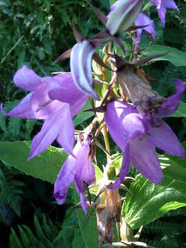 Image of giant bellflower