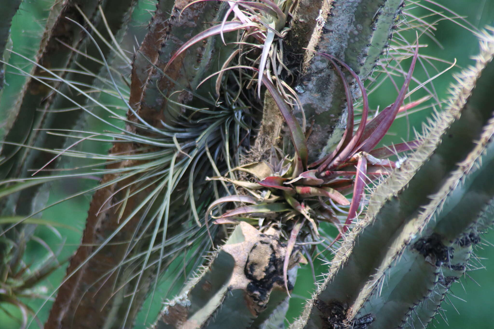 Image of Tillandsia capitata Griseb.