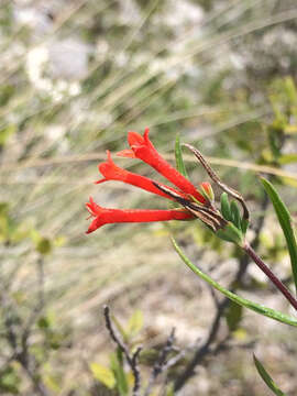 Plancia ëd Bouvardia tenuifolia Standl.