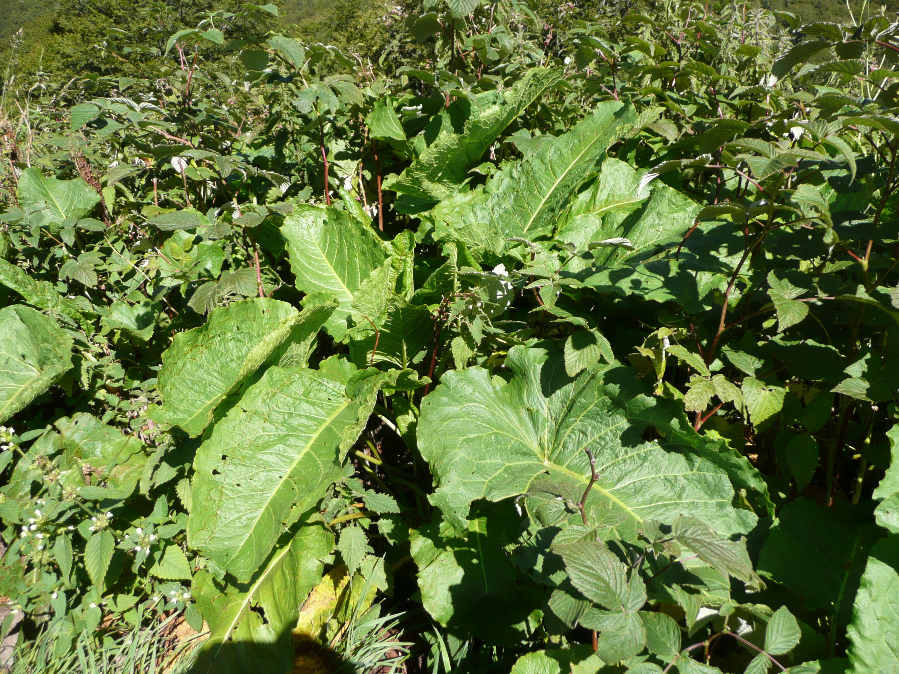 Image of Munk's rhubarb