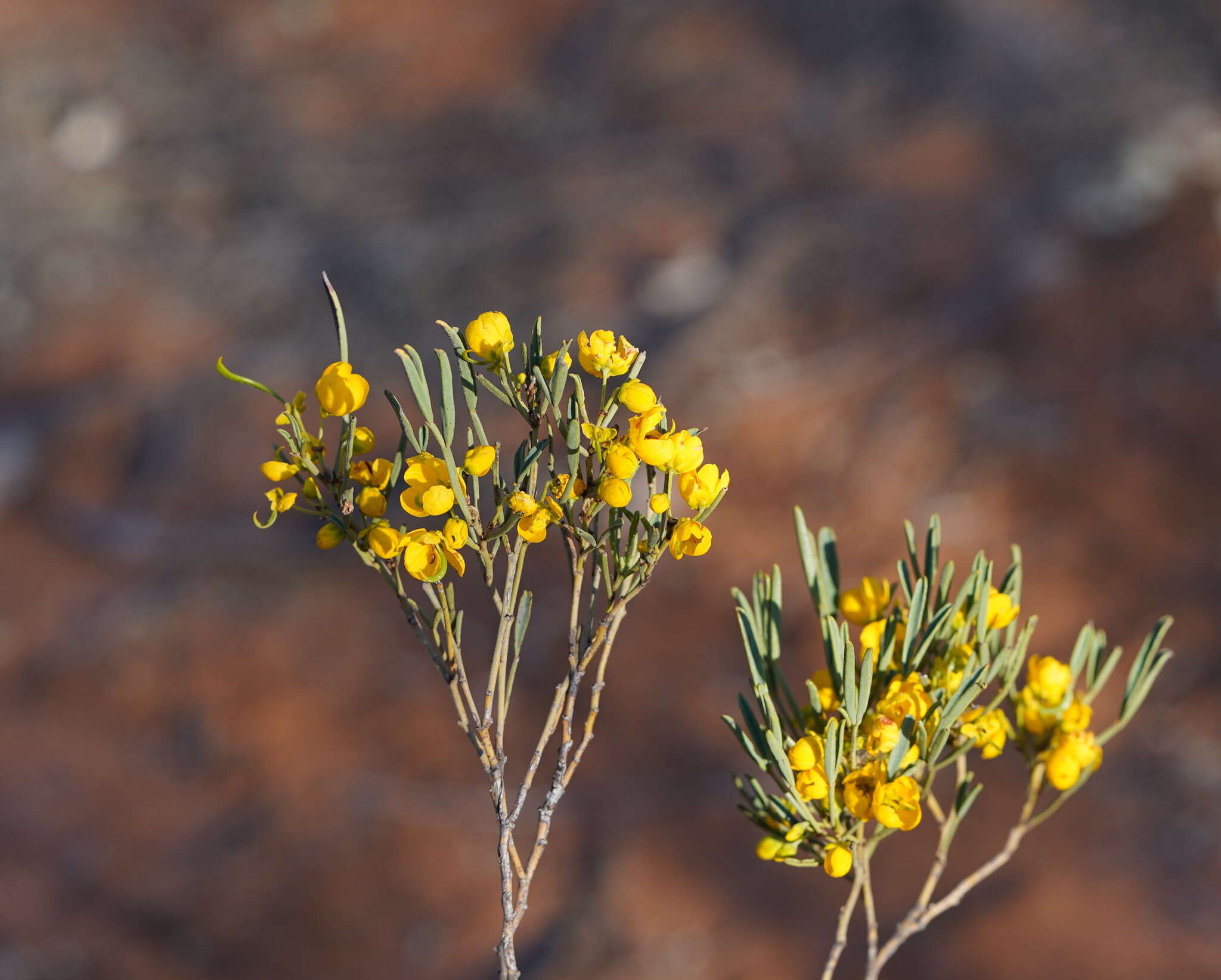 Image of Burnt-leaved Acacia