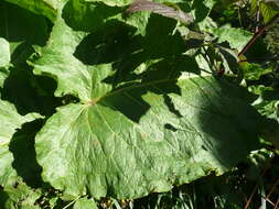 Image of Munk's rhubarb