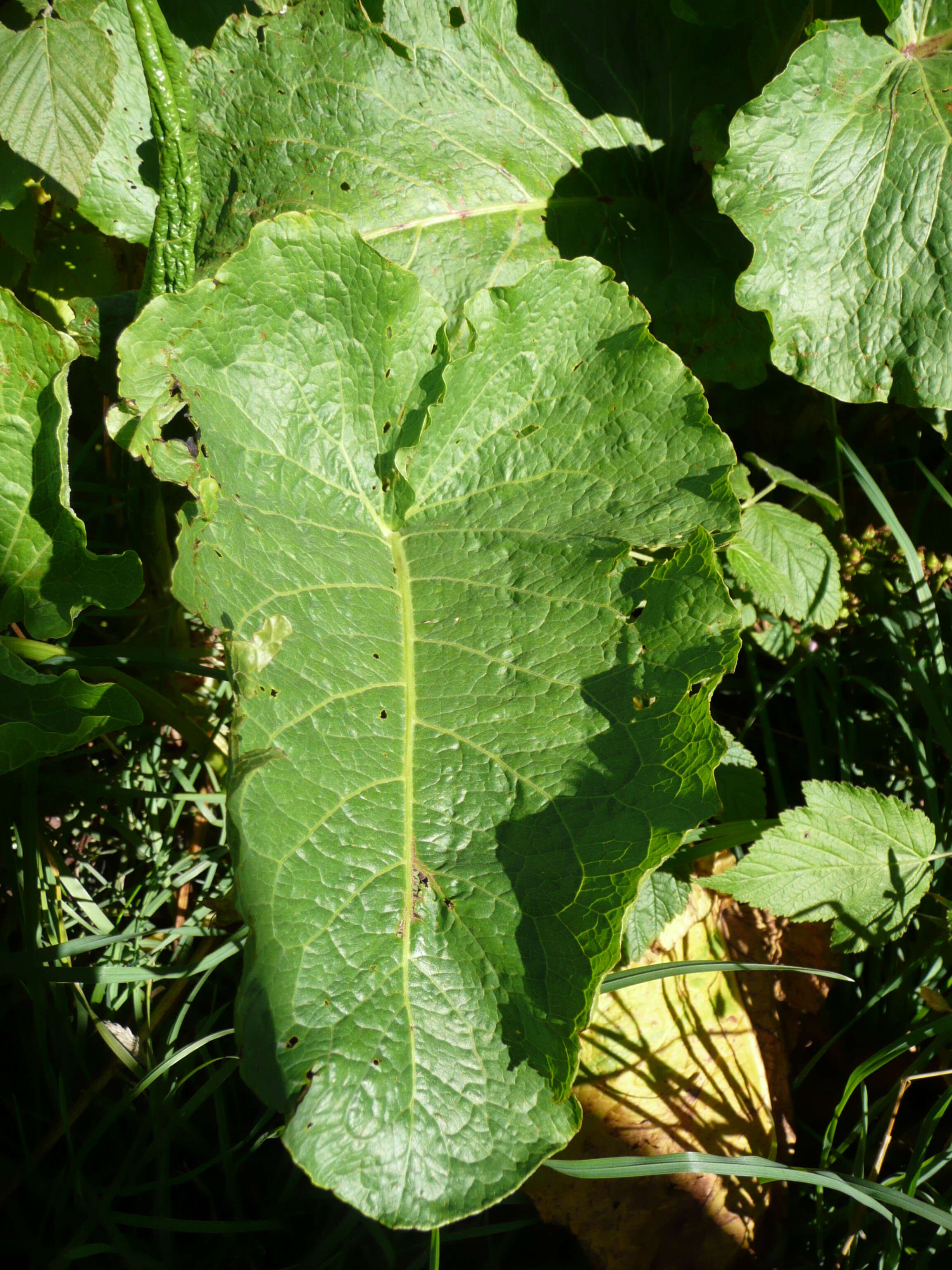 Image of Munk's rhubarb