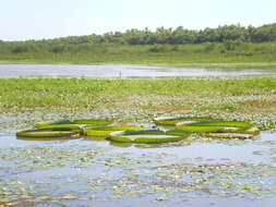 Image of Santa Cruz water-lily