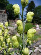 Aconitum anthora L.的圖片