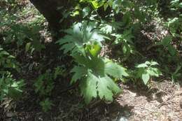 Image of Psacalium megaphyllum (B. L. Rob. & Greenm.) Rydb.