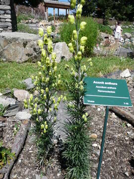 Image of yellow monkshood