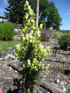 Aconitum anthora L.的圖片