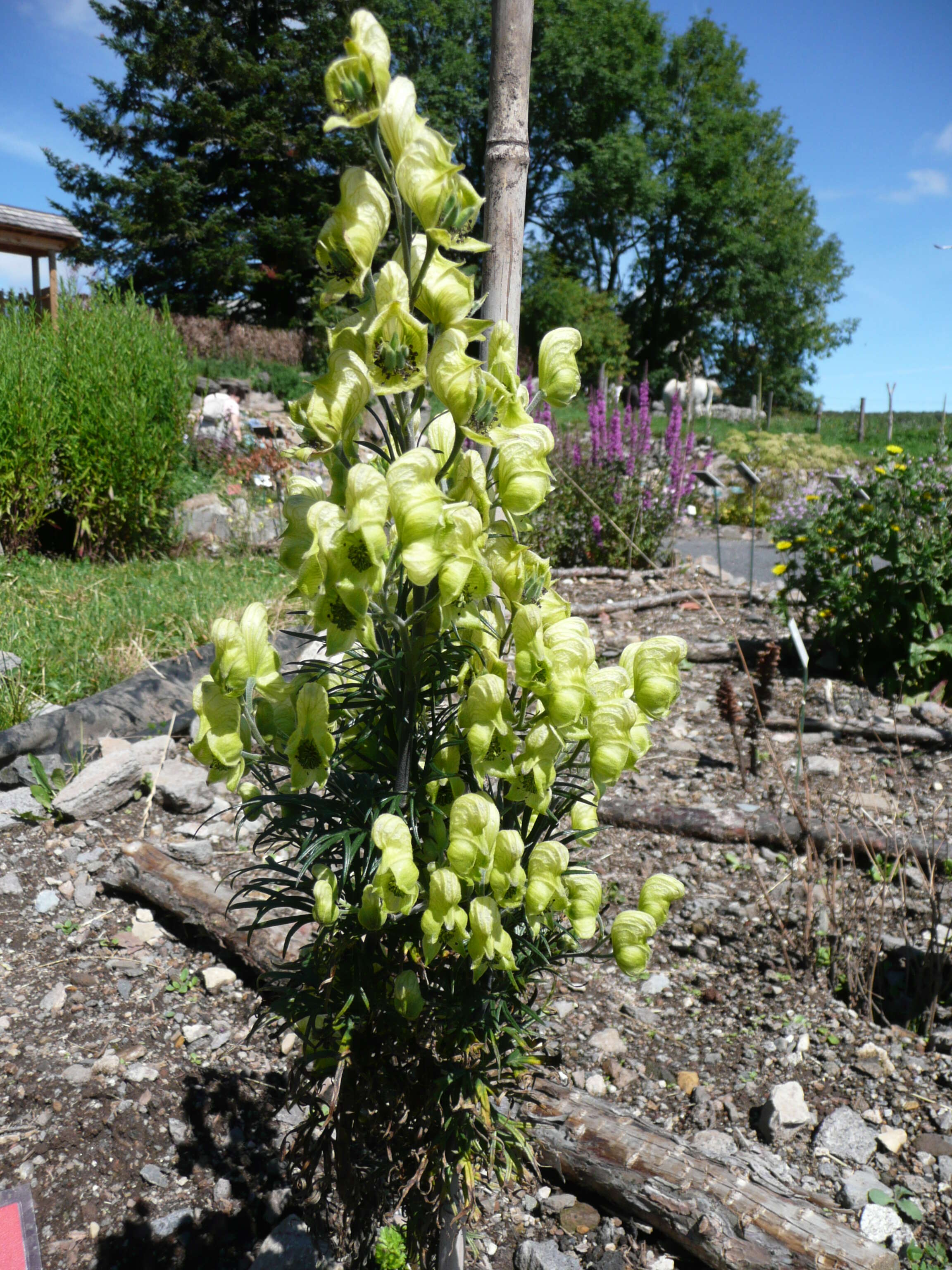 Aconitum anthora L.的圖片