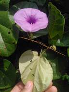 Plancia ëd Ipomoea batatoides Choisy