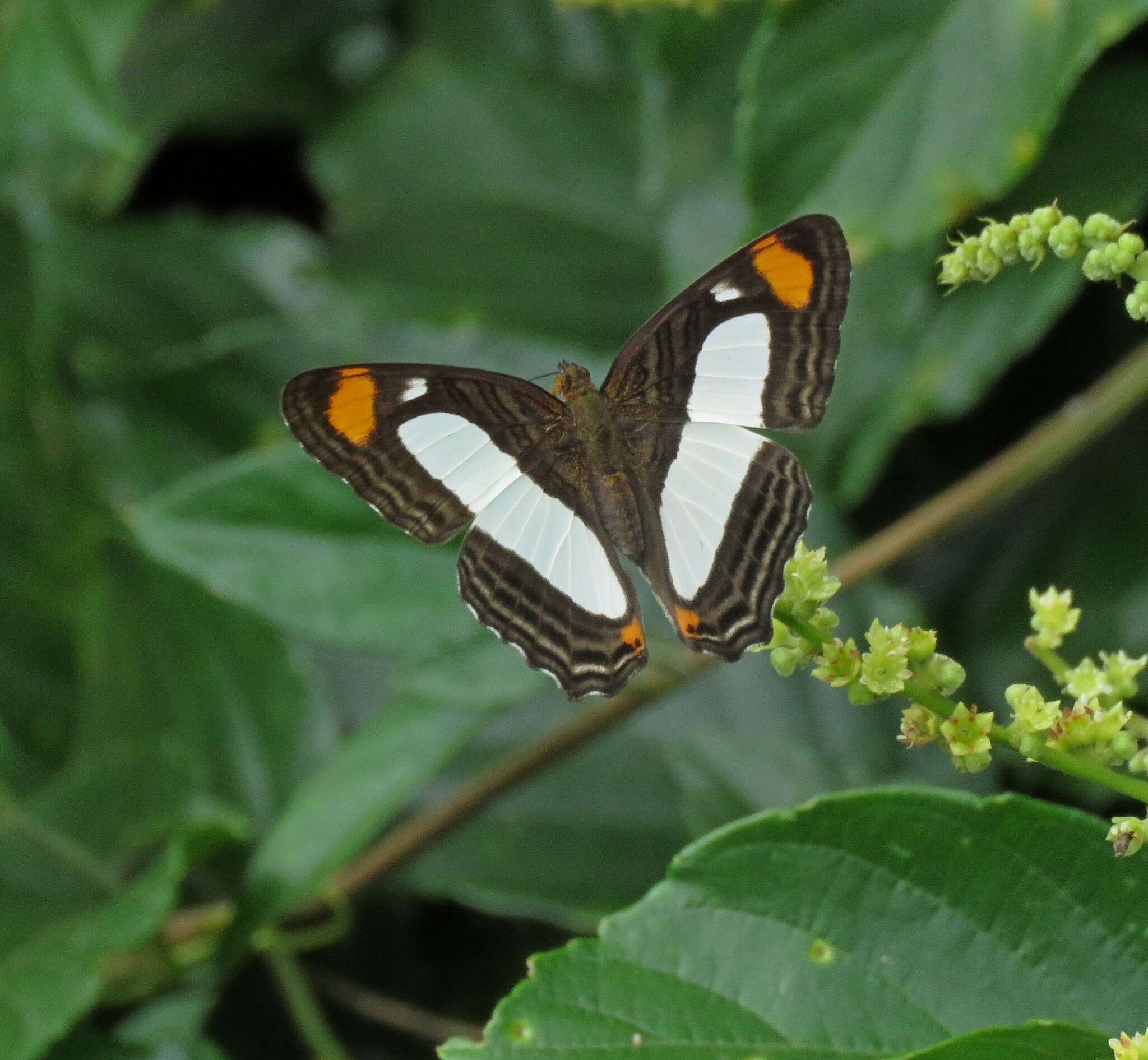 Image of Adelpha thoasa