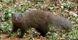 Image of Brown Mongoose