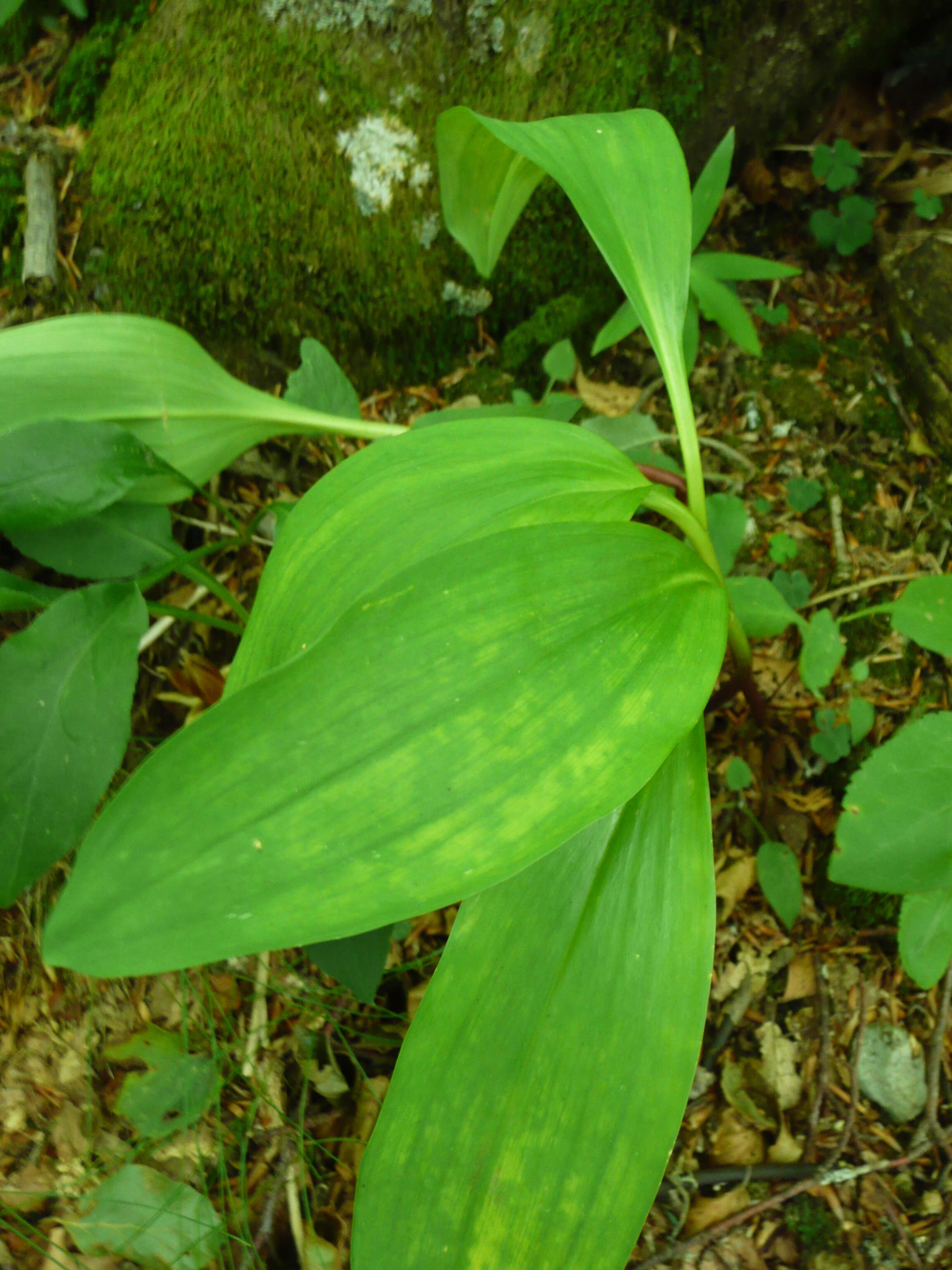 Imagem de Allium victorialis L.