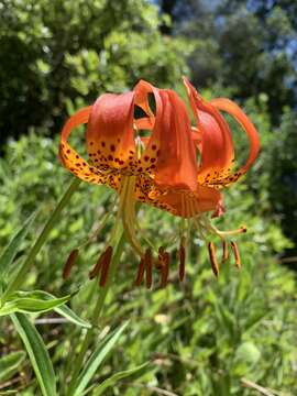 Image of leopard lily