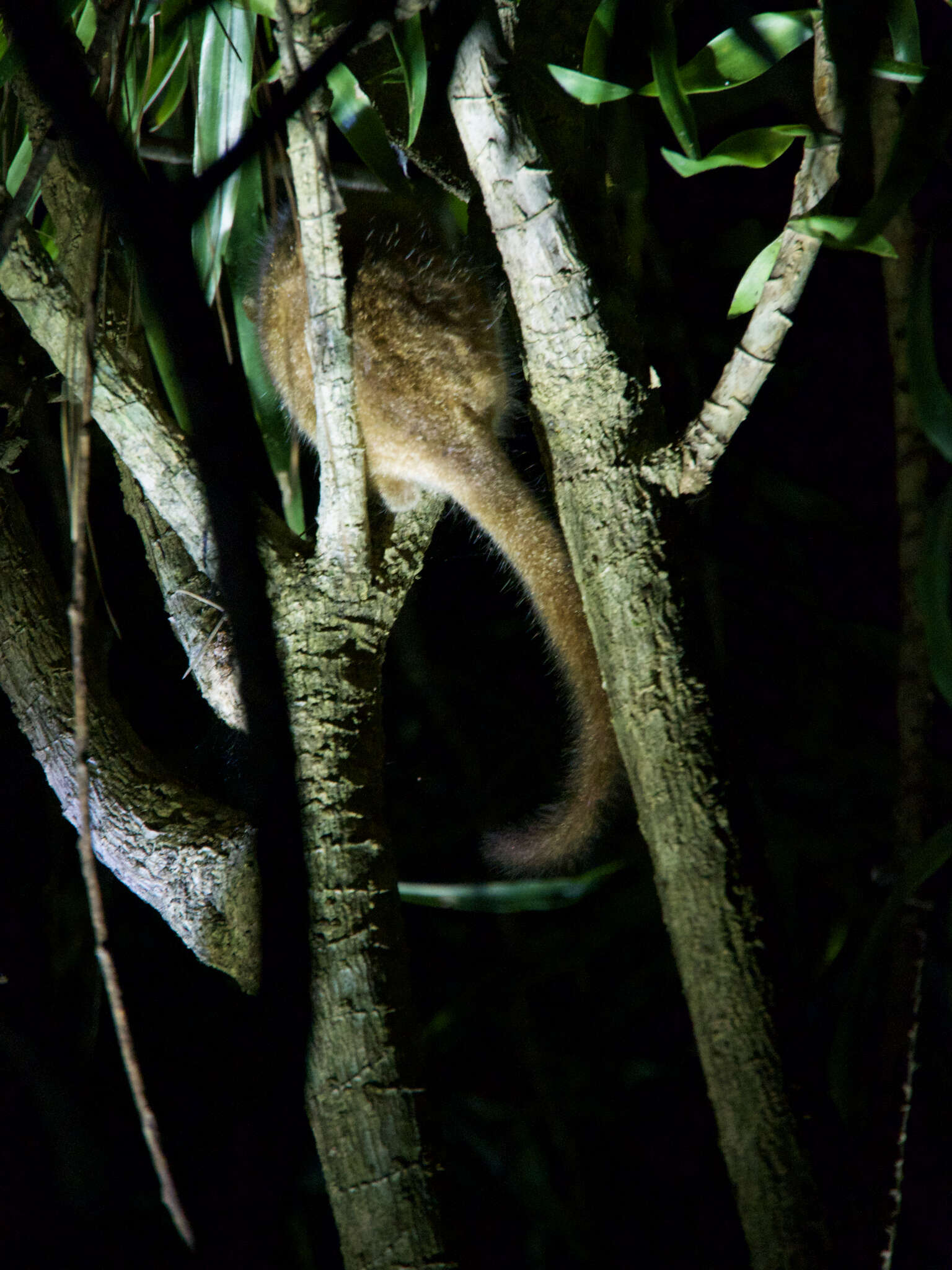 Image of Crossley's Dwarf Lemur