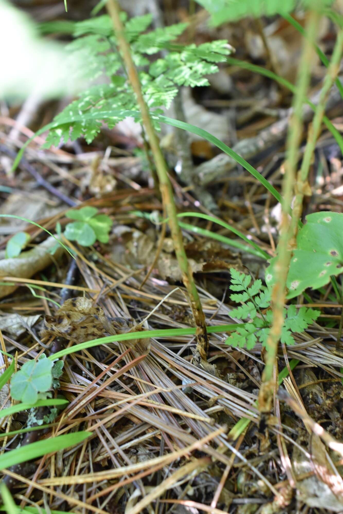 Image of Dryopteris amurensis (Milde) Christ