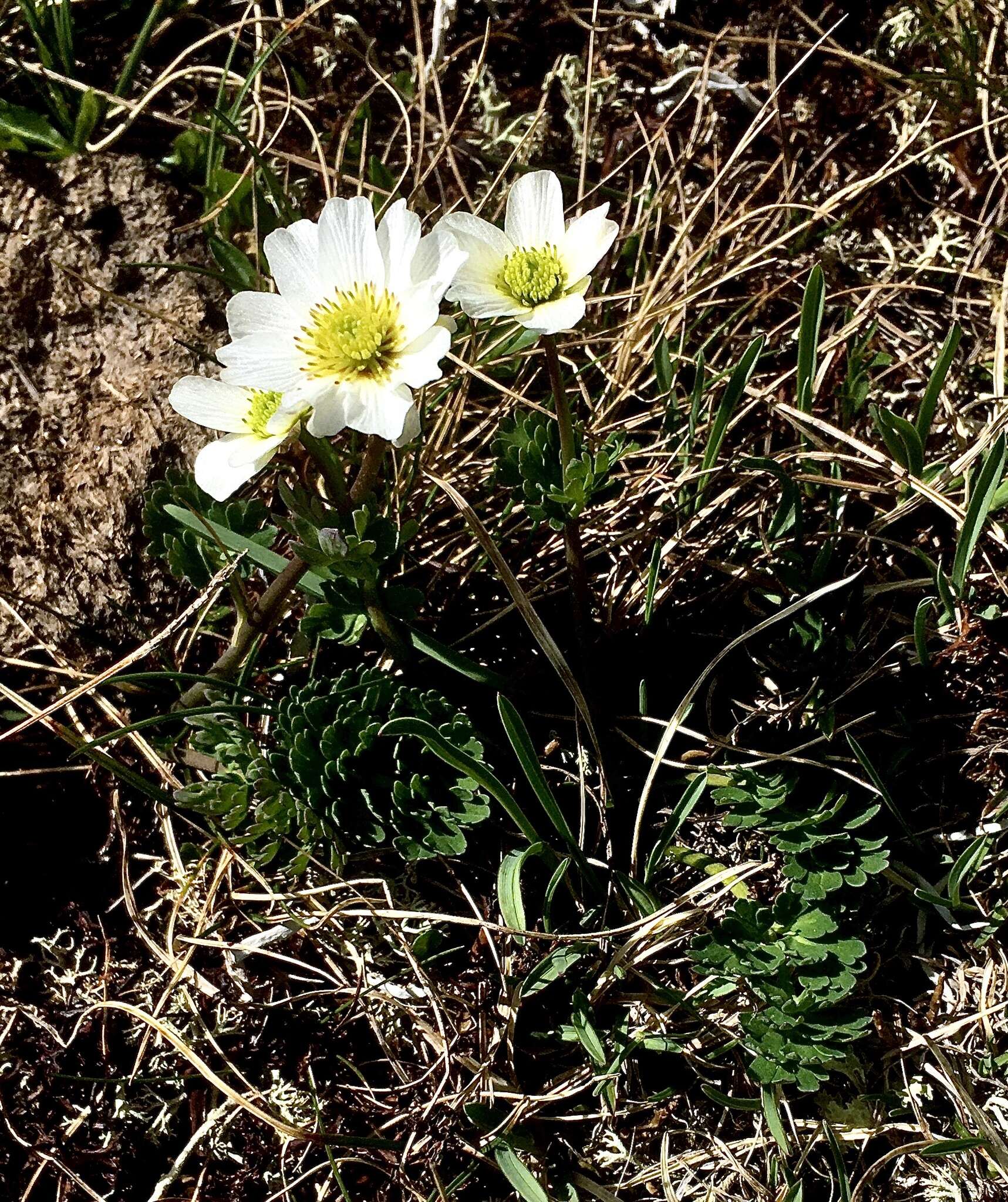 Image of Callianthemum coriandrifolium Rchb.