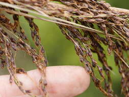 Imagem de Gahnia setifolia (A. Rich.) Hook. fil.