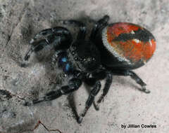 Image of Phidippus carneus Peckham & Peckham 1896