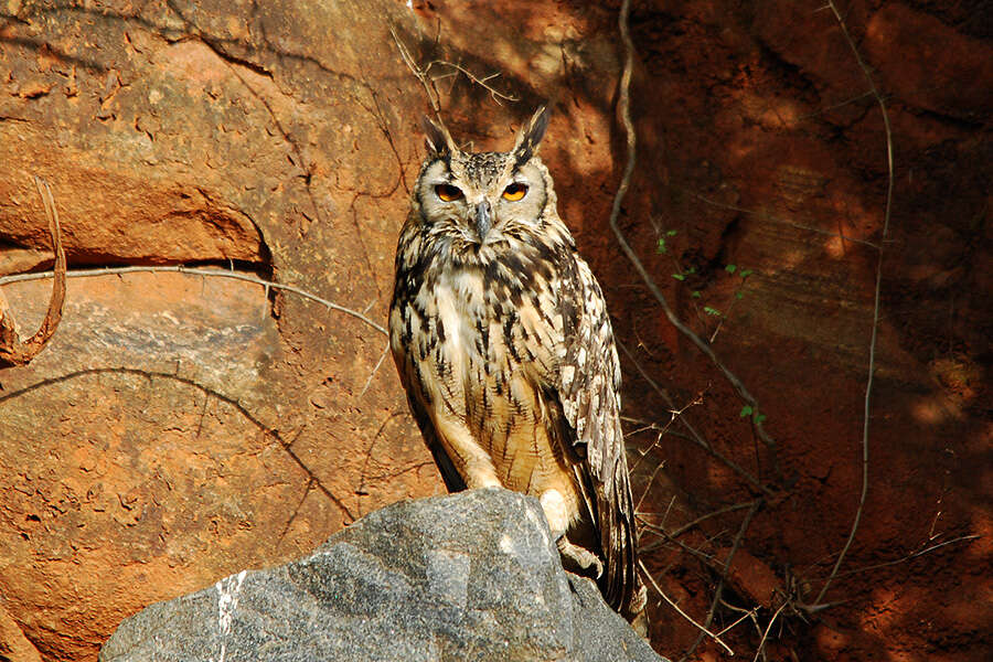 Image of Indian Eagle-Owl