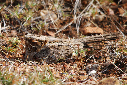 Image of Indian Nightjar